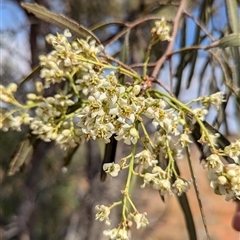 Atalaya hemiglauca at Tibooburra, NSW - 17 Nov 2024