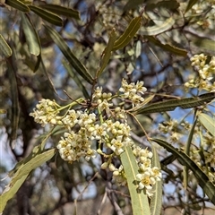 Atalaya hemiglauca at Tibooburra, NSW - 17 Nov 2024 09:40 AM