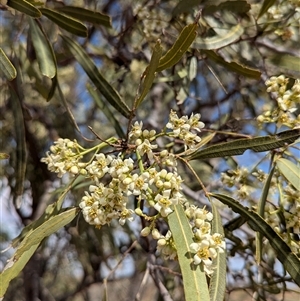 Atalaya hemiglauca at Tibooburra, NSW - 17 Nov 2024