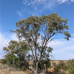 Atalaya hemiglauca at Tibooburra, NSW - 17 Nov 2024 09:40 AM