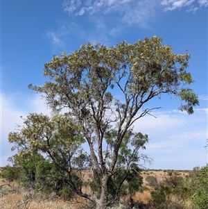 Atalaya hemiglauca at Tibooburra, NSW - 17 Nov 2024