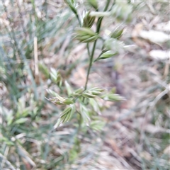 Lolium arundinaceum at Watson, ACT - 17 Nov 2024