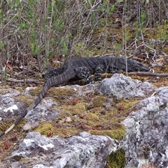 Varanus varius (Lace Monitor) at Twelve Mile Peg, NSW - 16 Nov 2024 by Clarel