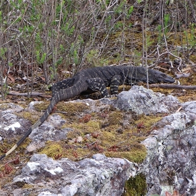 Varanus varius (Lace Monitor) at Twelve Mile Peg, NSW - 16 Nov 2024 by Clarel