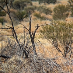 Psophodes cristatus (Chirruping Wedgebill) at Tibooburra, NSW - 16 Nov 2024 by Darcy