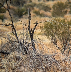 Psophodes cristatus at Tibooburra, NSW - 17 Nov 2024