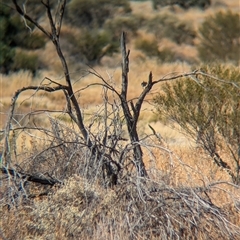 Psophodes cristatus at Tibooburra, NSW - 17 Nov 2024