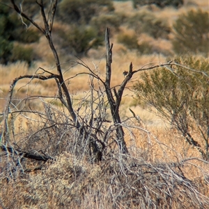 Psophodes cristatus at Tibooburra, NSW - 17 Nov 2024 09:53 AM