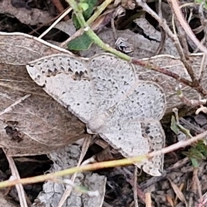 Taxeotis intextata at Gundary, NSW - 17 Nov 2024