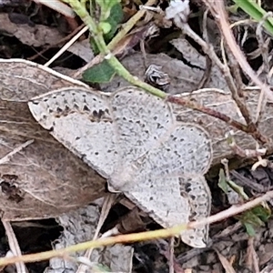 Taxeotis intextata at Gundary, NSW - 17 Nov 2024