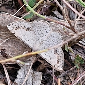 Taxeotis intextata at Gundary, NSW - 17 Nov 2024