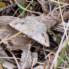 Taxeotis intextata at Gundary, NSW - 17 Nov 2024