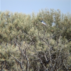 Artamus personatus (Masked Woodswallow) at Tibooburra, NSW - 16 Nov 2024 by Darcy