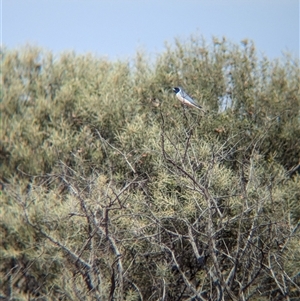 Artamus personatus (Masked Woodswallow) at Tibooburra, NSW by Darcy