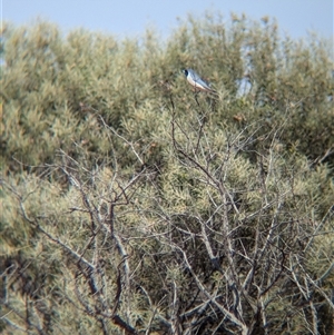 Artamus personatus at Tibooburra, NSW - 17 Nov 2024 09:54 AM