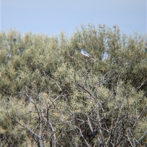 Artamus personatus at Tibooburra, NSW - 17 Nov 2024