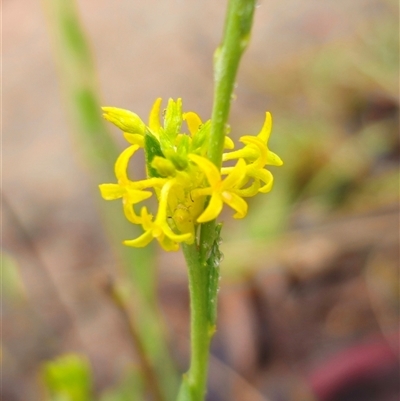 Pimelea curviflora var. sericea (Curved Riceflower) at Captains Flat, NSW - 17 Nov 2024 by Csteele4