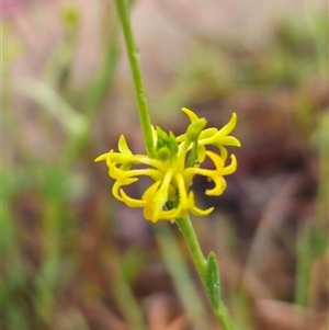 Pimelea curviflora var. sericea at Captains Flat, NSW - 17 Nov 2024