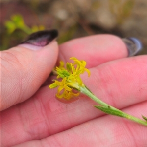 Pimelea curviflora var. sericea at Captains Flat, NSW - 17 Nov 2024 05:54 PM