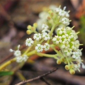 Astrotricha ledifolia at Captains Flat, NSW - 17 Nov 2024 06:03 PM