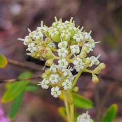 Astrotricha ledifolia at Captains Flat, NSW - 17 Nov 2024