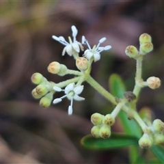 Astrotricha ledifolia at Captains Flat, NSW - 17 Nov 2024 06:03 PM