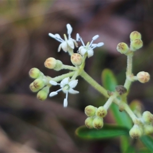 Astrotricha ledifolia at Captains Flat, NSW - 17 Nov 2024 06:03 PM