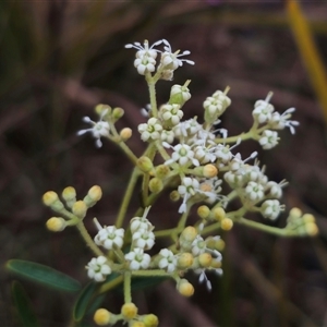 Astrotricha ledifolia at Captains Flat, NSW - 17 Nov 2024 06:03 PM