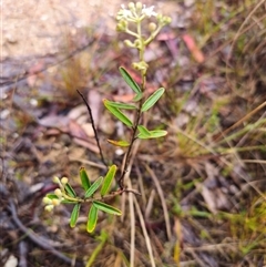 Astrotricha ledifolia at Captains Flat, NSW - 17 Nov 2024