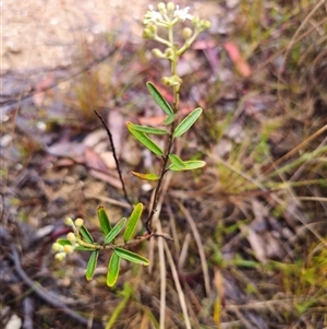 Astrotricha ledifolia at Captains Flat, NSW - 17 Nov 2024 06:03 PM