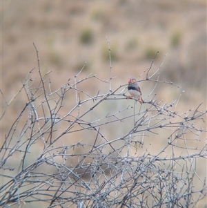 Taeniopygia guttata at Tibooburra, NSW - 17 Nov 2024