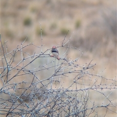 Taeniopygia guttata at Tibooburra, NSW - 17 Nov 2024