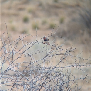 Taeniopygia guttata at Tibooburra, NSW - 17 Nov 2024