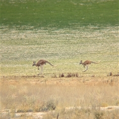 Osphranter rufus (Red Kangaroo) at Tibooburra, NSW - 17 Nov 2024 by Darcy