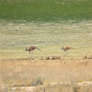 Osphranter rufus (Red Kangaroo) at Tibooburra, NSW by Darcy