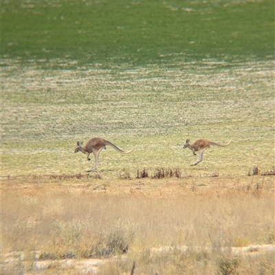 Osphranter rufus (Red Kangaroo) at Tibooburra, NSW - 17 Nov 2024 by Darcy