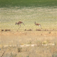 Osphranter rufus at Tibooburra, NSW - 17 Nov 2024