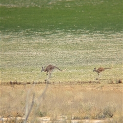 Osphranter rufus at Tibooburra, NSW - 17 Nov 2024 12:11 PM