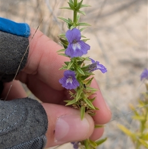 Stemodia florulenta at Tibooburra, NSW - 17 Nov 2024 12:15 PM