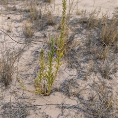 Stemodia florulenta at Tibooburra, NSW - 17 Nov 2024