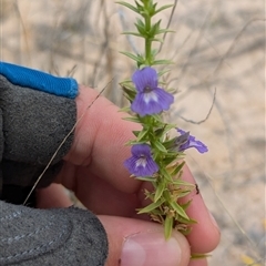 Stemodia florulenta at Tibooburra, NSW - 17 Nov 2024