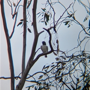 Artamus leucorynchus (White-breasted Woodswallow) at Tibooburra, NSW by Darcy