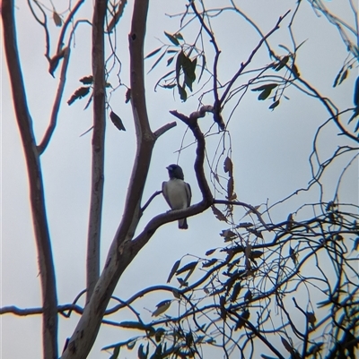 Artamus leucorynchus (White-breasted Woodswallow) at Tibooburra, NSW - 17 Nov 2024 by Darcy