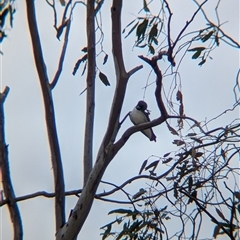 Artamus leucorynchus at Tibooburra, NSW - 17 Nov 2024 12:30 PM