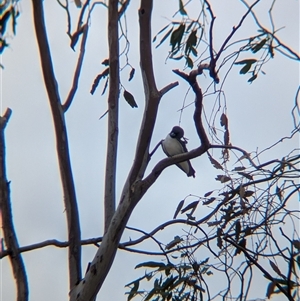 Artamus leucorynchus at Tibooburra, NSW - 17 Nov 2024