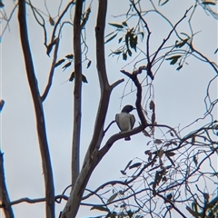 Artamus leucorynchus at Tibooburra, NSW - 17 Nov 2024