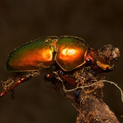 Lamprima aurata (Golden stag beetle) at Ainslie, ACT - 17 Nov 2024 by jb2602