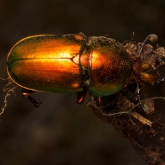 Lamprima aurata at Ainslie, ACT - 17 Nov 2024 10:17 AM