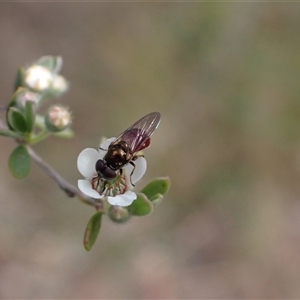 Psilota rubra at Murrumbateman, NSW - 13 Nov 2024