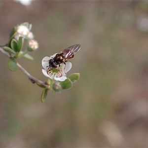 Psilota rubra at Murrumbateman, NSW - 13 Nov 2024